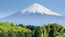Japan Grüntee