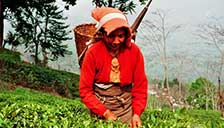 Darjeeling