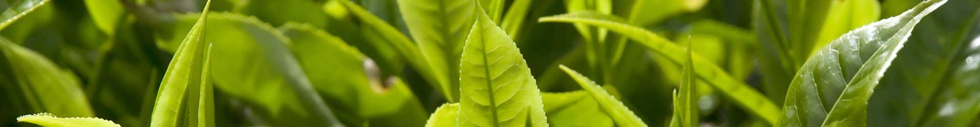 Shincha Shincha
